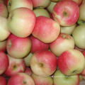 Fresh Red Gala Apple Wholesale Price